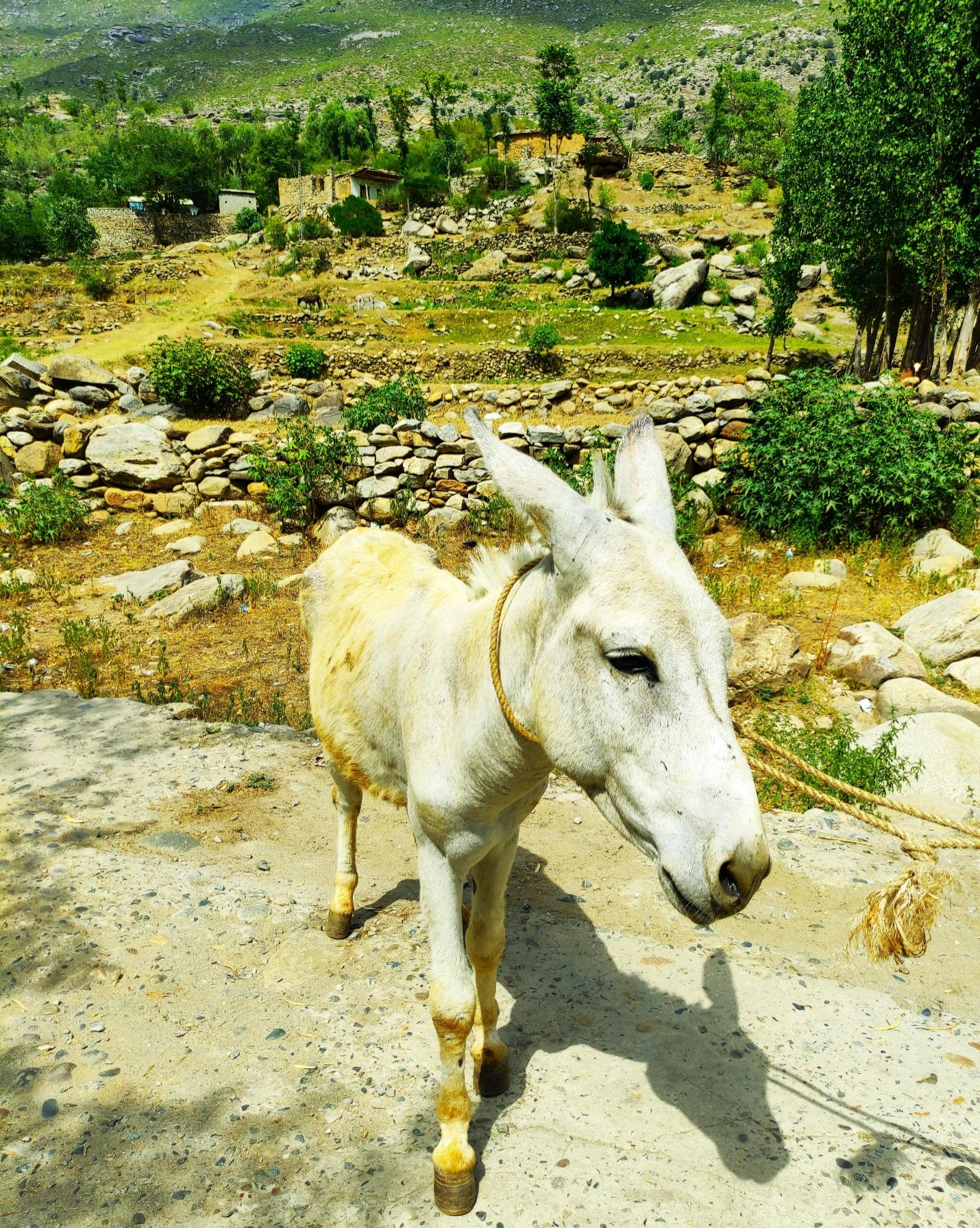 Pak-Chinese researchers discoverd ‘antioxidant activity’ in donkey meat