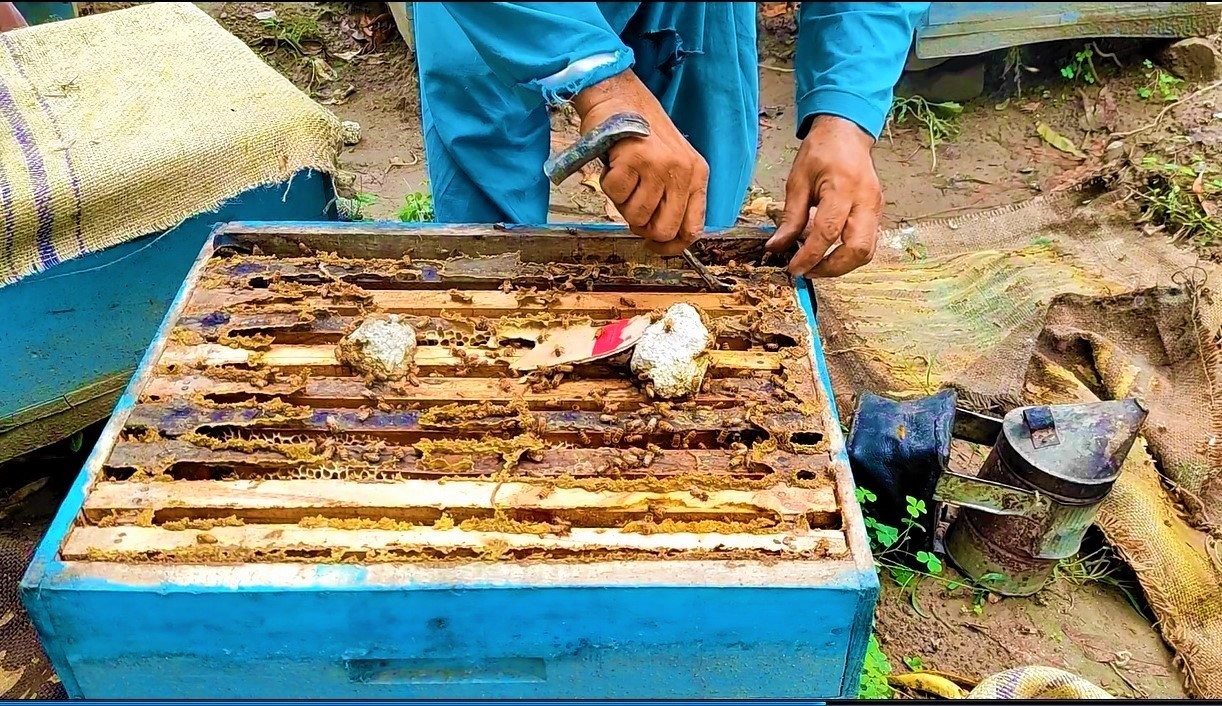 KP’s Beekeepers expecting China’s Experience