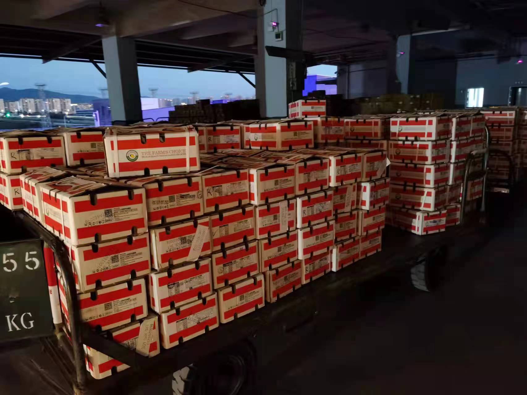 First shipment of Pakistani mangoes reaching Kunming