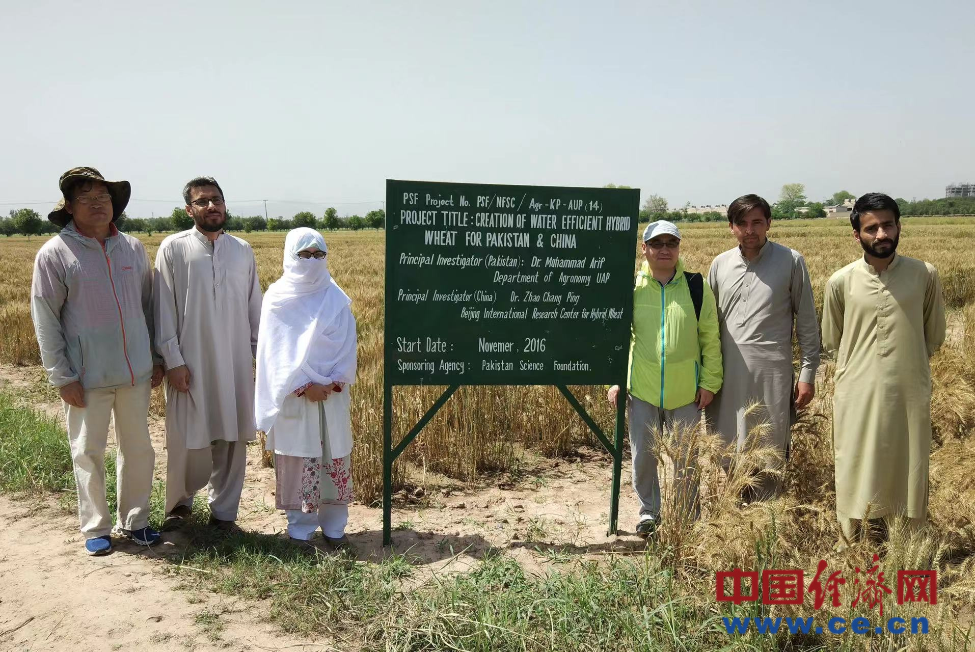 High-level hybrid wheat collaboration to ensure grain safety in Pakistan