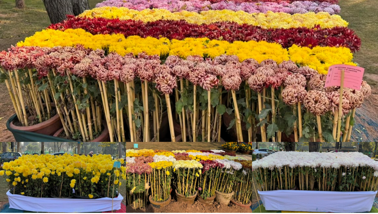 Islamabad chrysanthemum show highlights autumn blooms rooted in ancient Chinese tradition