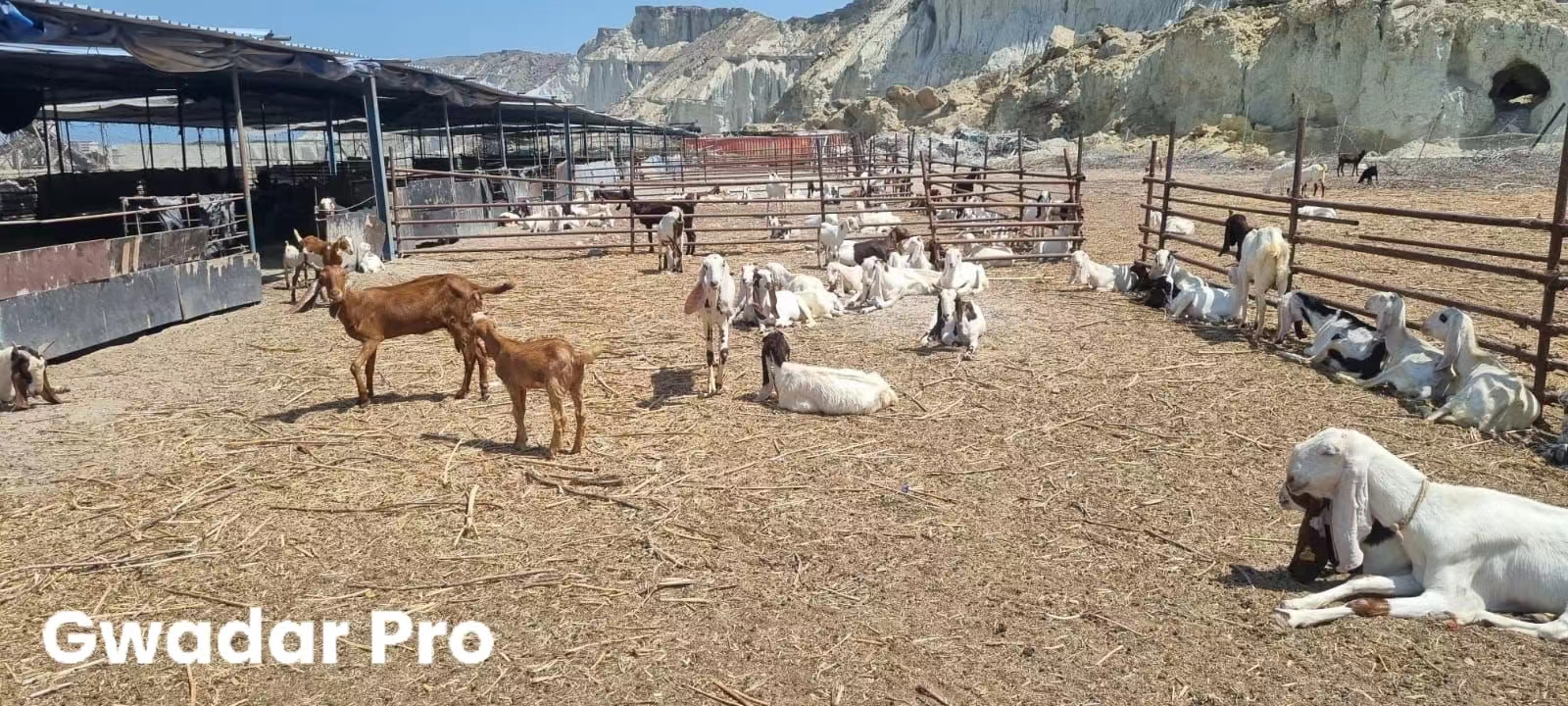 “CPEC Goat” a symbol of goat farming in Gwadar