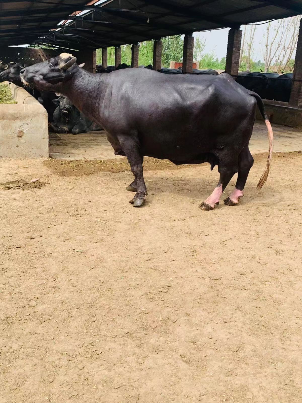 Chinese company preserves breed of ‘super’ Pakistani buffalo