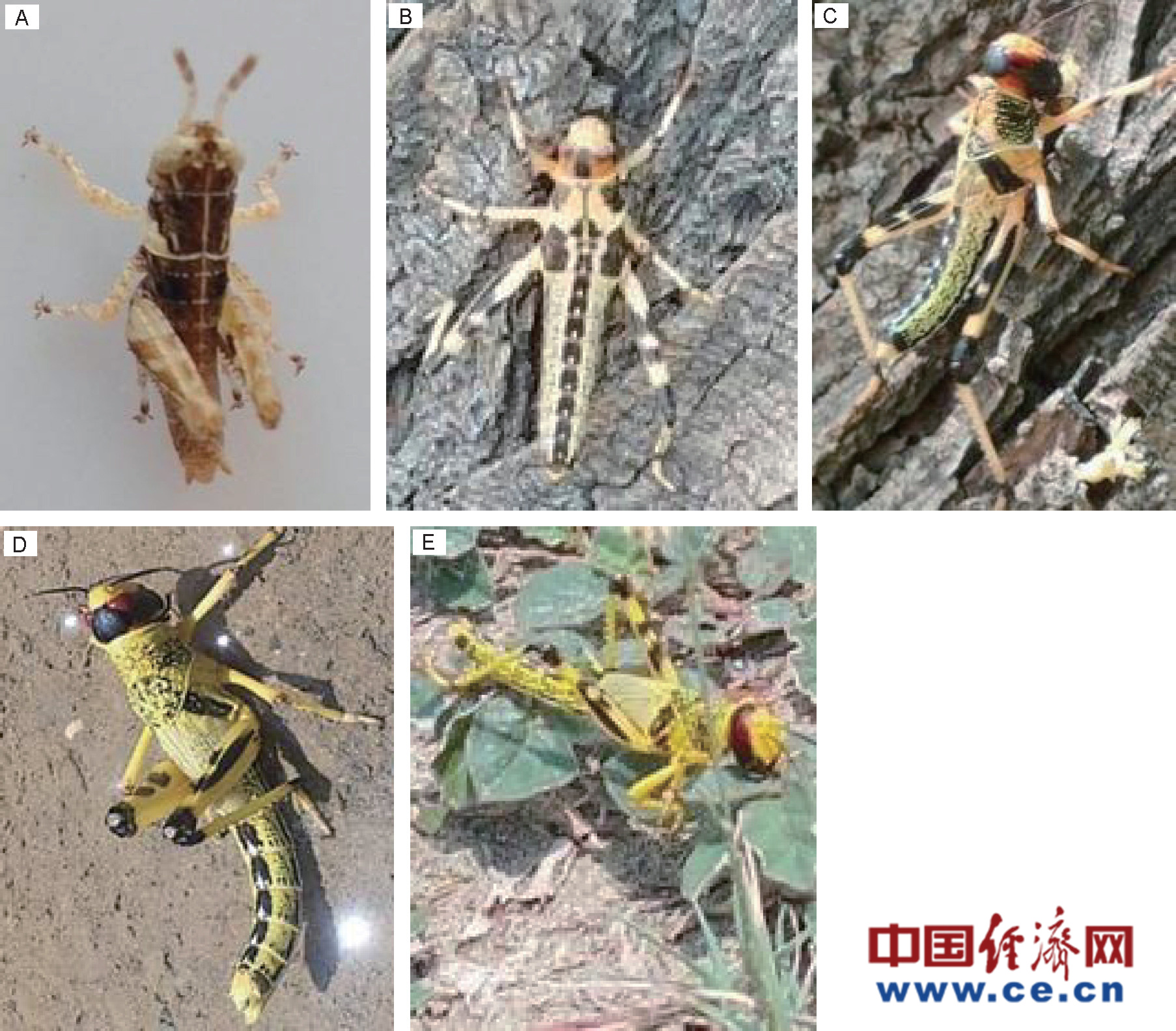 Pak-China desert locust control coop protect food security in Pakistan