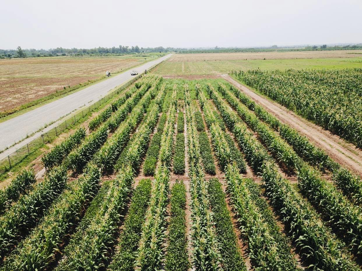 Maize & soybean intercropping tech yields promising results in rainfed