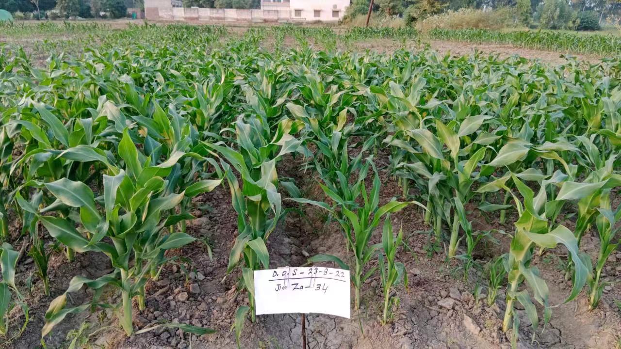 MoU signed to facilitate China-Pak coop in maize breeding & industrialization