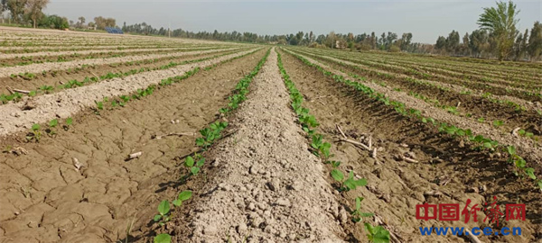 Chinese intercropping tech spreads to Pakistan, upgrading agricultural practices