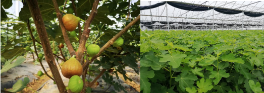 Fig industry: a new sweet page for China-Pak agricultural coop