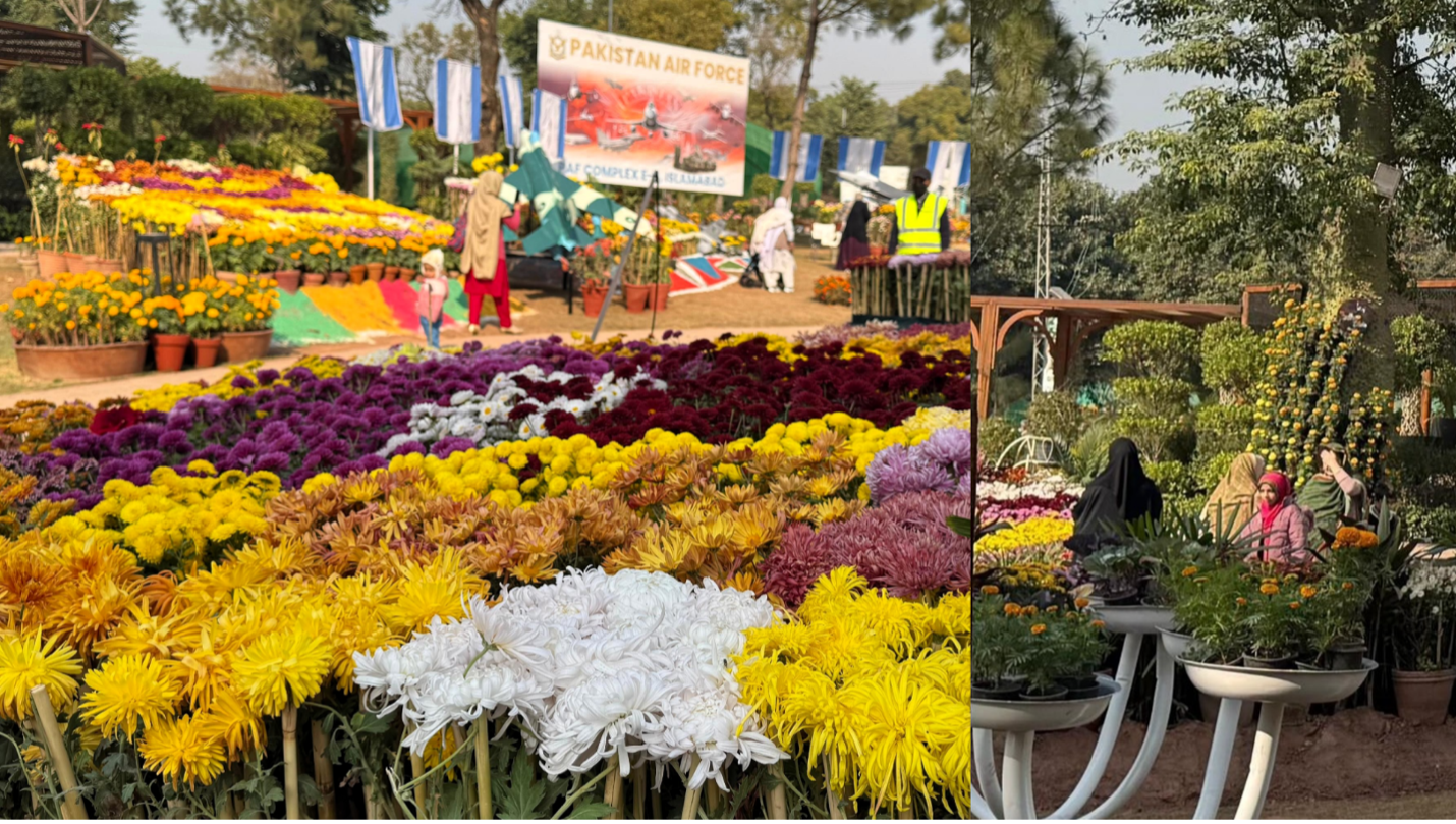 Islamabad chrysanthemum show highlights autumn blooms rooted in ancient Chinese tradition