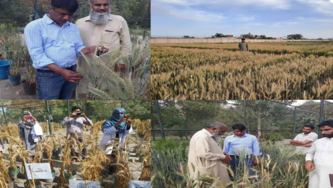 Pak-China coop in Biohealth Agriculture to promote wheat production