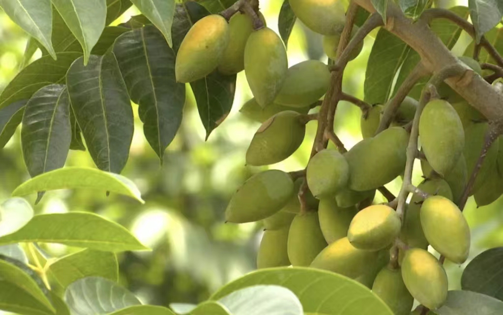 Pak-China olive cooperation possesses immense potential