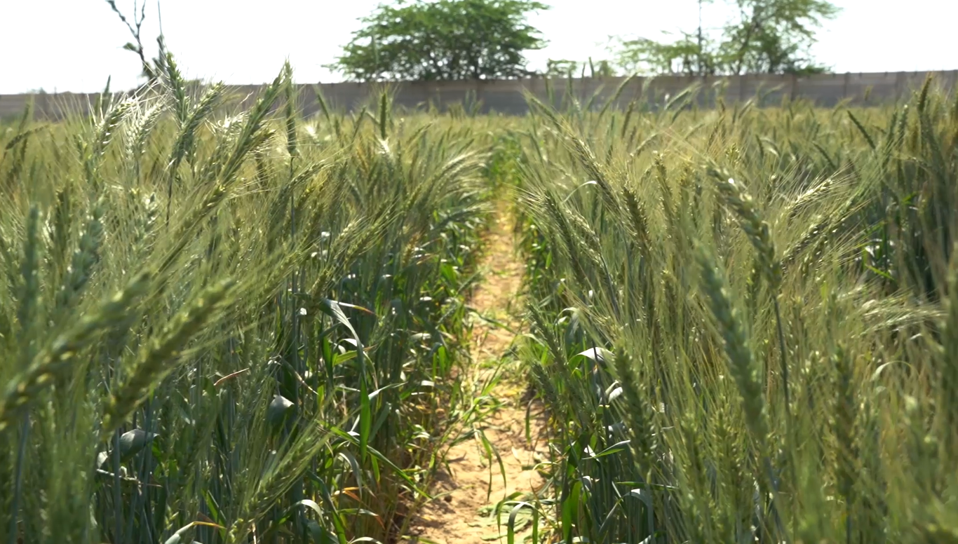 Intercropping, solution to agricultural challenges