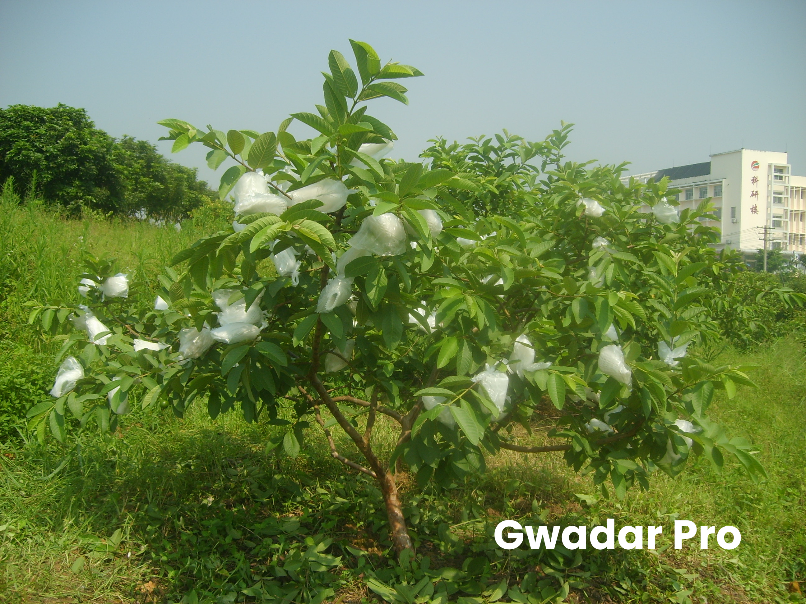 Promising China-Pak Cooperation: Better Roads to Boost Pakistani Guava Industry