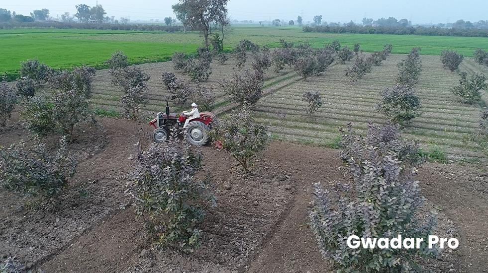 Promising China-Pak Cooperation: Better Roads to Boost Pakistani Guava Industry