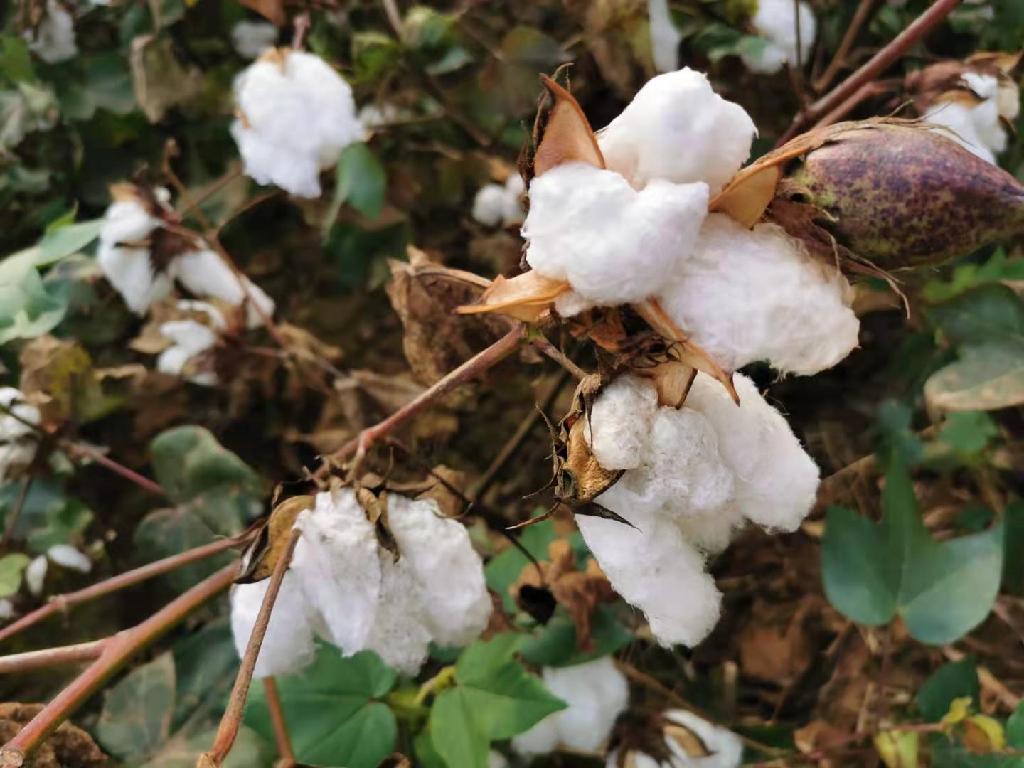 Agri dept issues strategy for best care of cotton