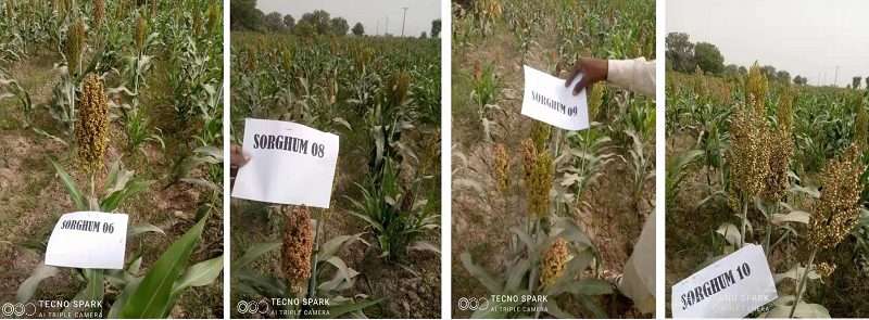 Pak-China coop in sorghum industry: a new milestone in CPEC