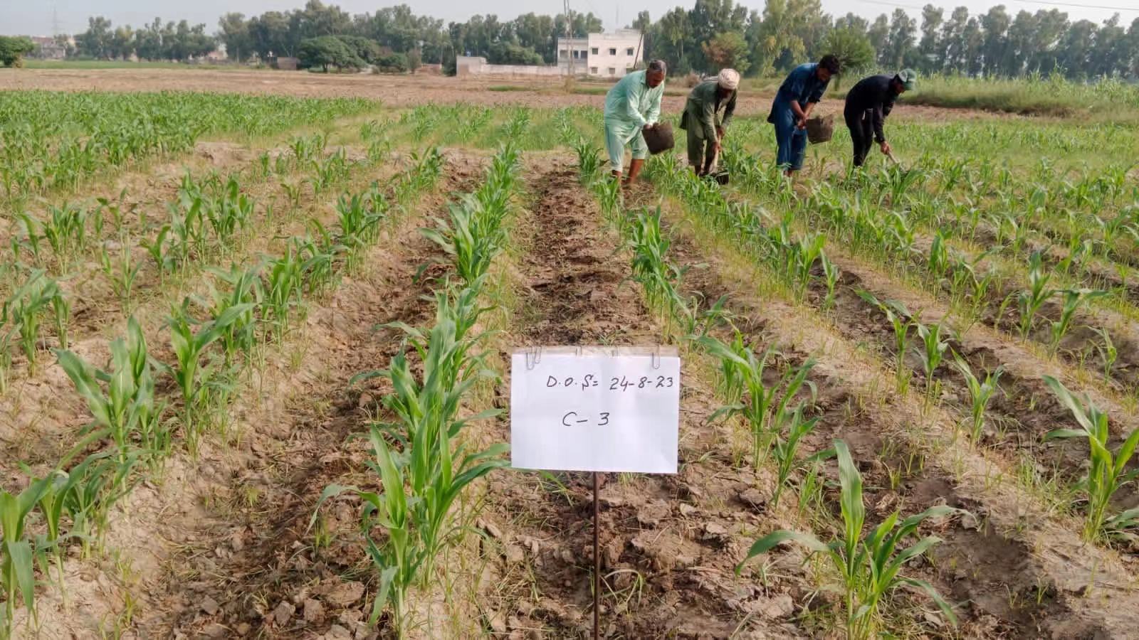 MoU signed to facilitate China-Pak coop in maize breeding & industrialization