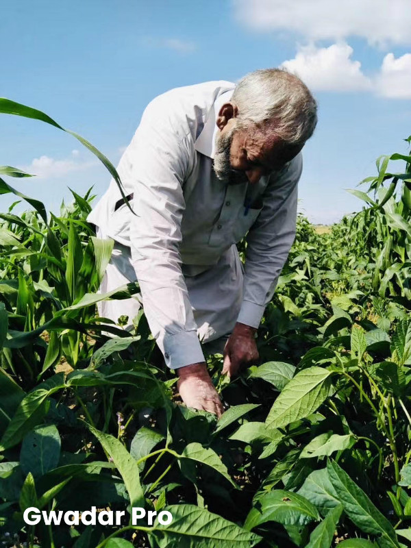 Maize & soybean intercropping tech yields promising results in rainfed conditions