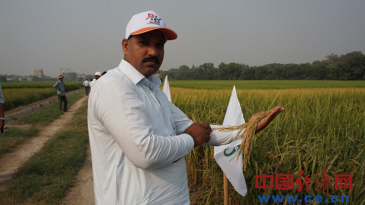 Pak-China hybrid rice coop forge ahead amidst global headwinds