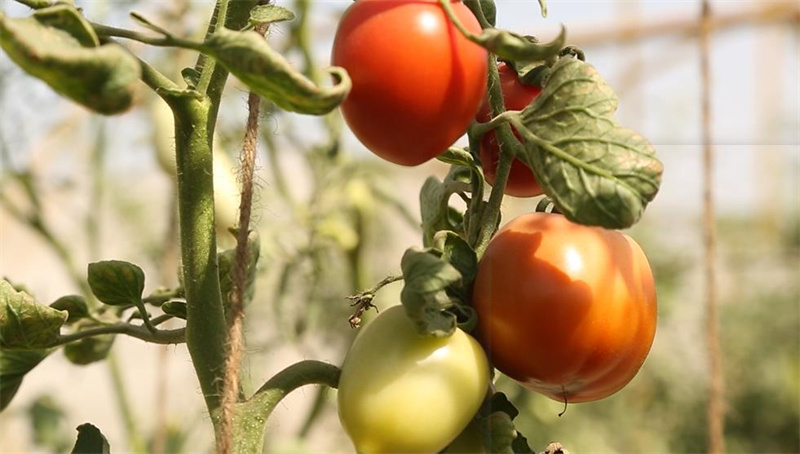 Sino techs expected to raise Pakistan tomato production