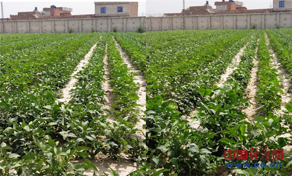 Chinese intercropping tech spreads to Pakistan, upgrading agricultural practices