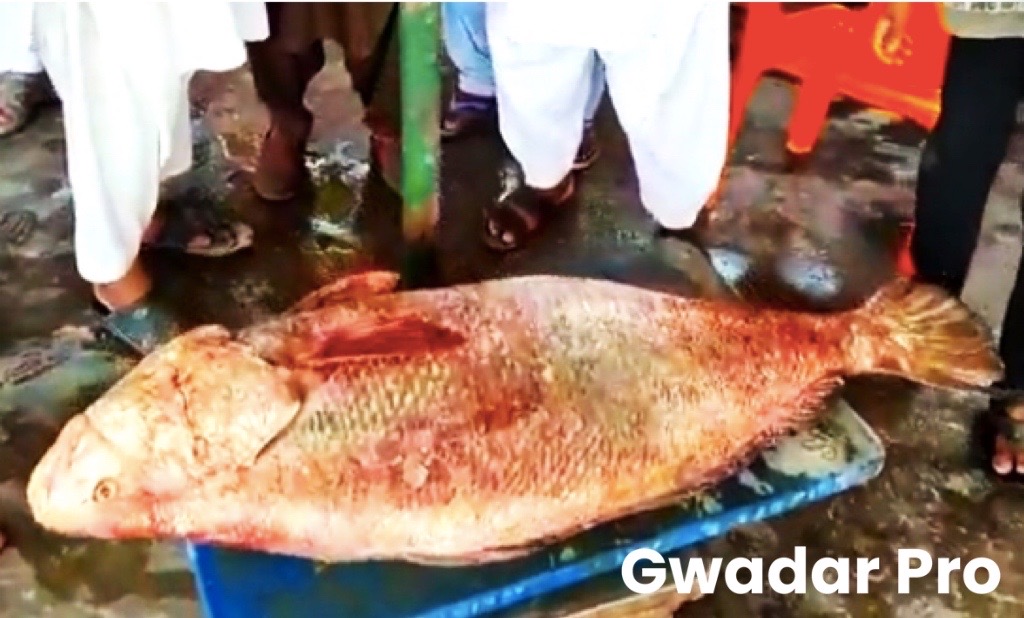 Fisherman becomes overnight millionaire in Gwadar