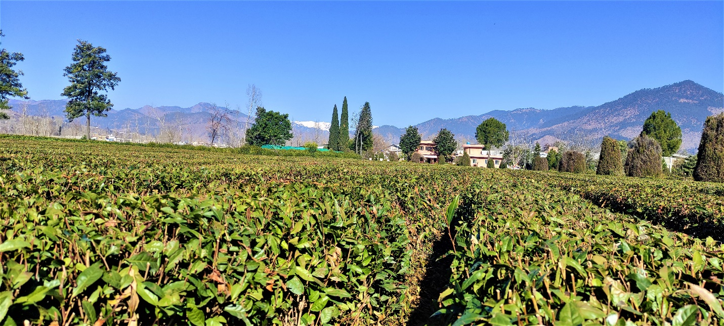 Pakistan to pursue tea plantation on commercial scale