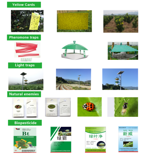 China-Pakistan scientific partnership blossoms in Pakistani citrus orchards