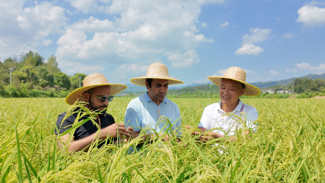 Chinese Honglian Hybrid Rice Powers Pakistani Agriculture