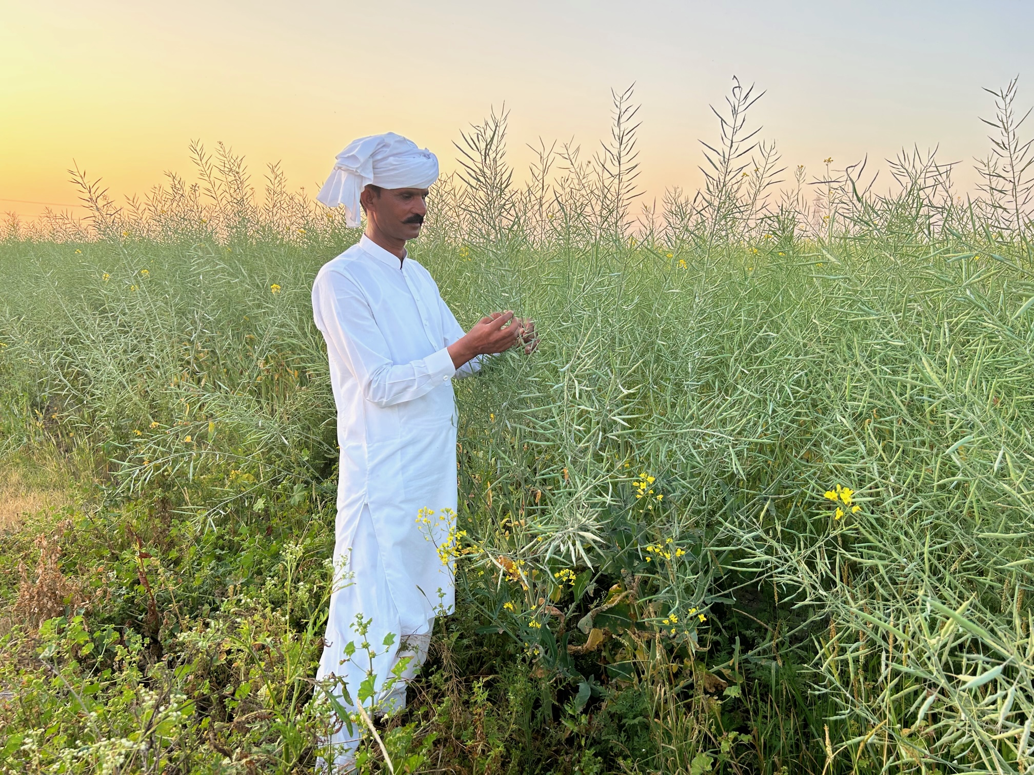 Chinese hybrid canola oil seeds bring ray of hope to Pakistani farmers