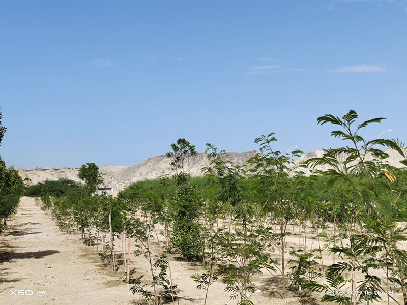China, Pakistan to cooperate on Tropical Arid Non-wood Forest