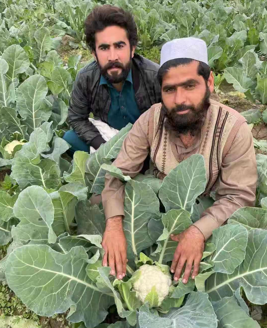 Cauliflower opens up new chapter for China-Pak agricultural coop