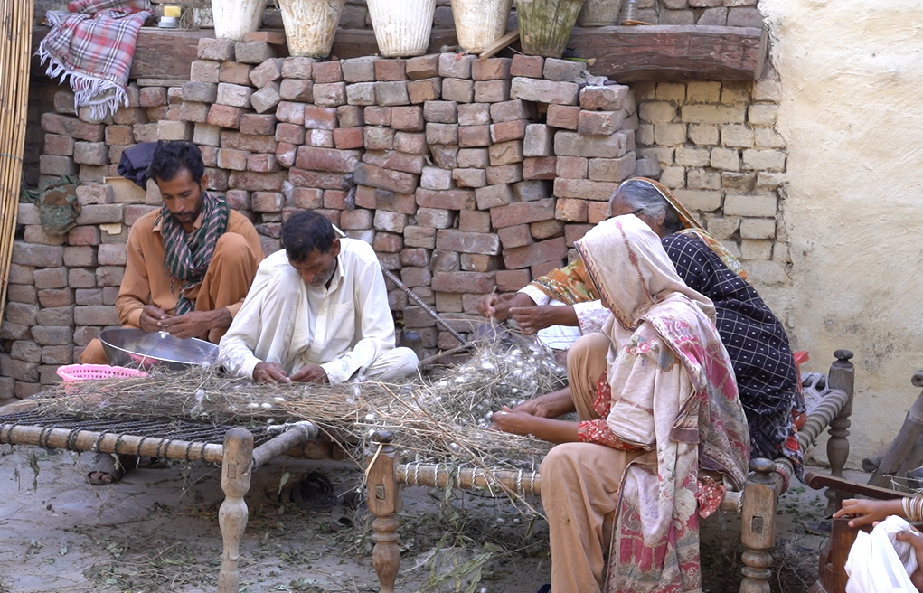 Sericulture holds high potential in Pakistan