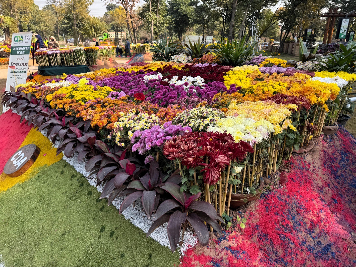 Islamabad chrysanthemum show highlights autumn blooms rooted in ancient Chinese tradition