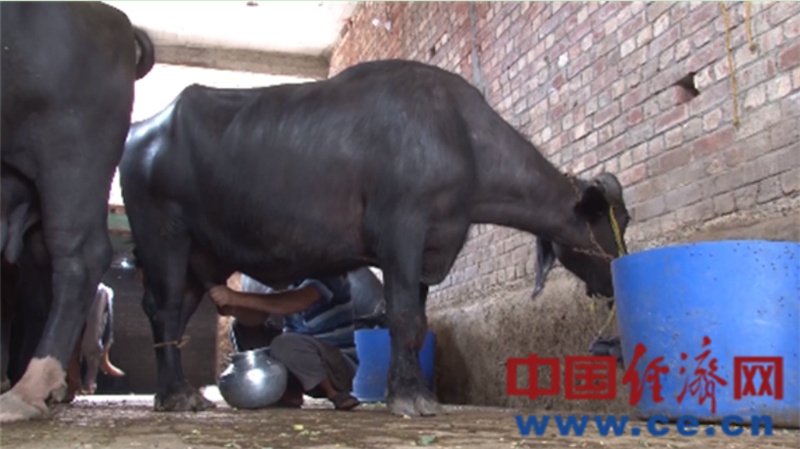 Sino-Pak cooperation on dairy industry to bring industrial upgrading to Pakistan